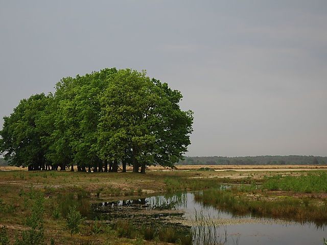 Ferienhaus Freistehende Villa mit Außenkamin in der Nähe der Veluwe in