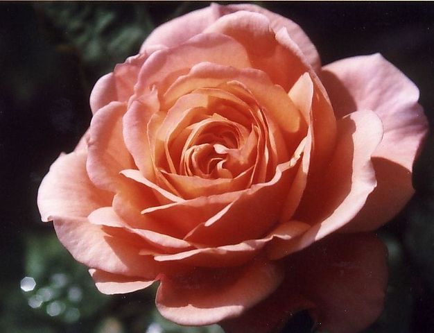 Superior Apartment 1 für 3 Personen, 1 Schlafzimmer bei tourist-online